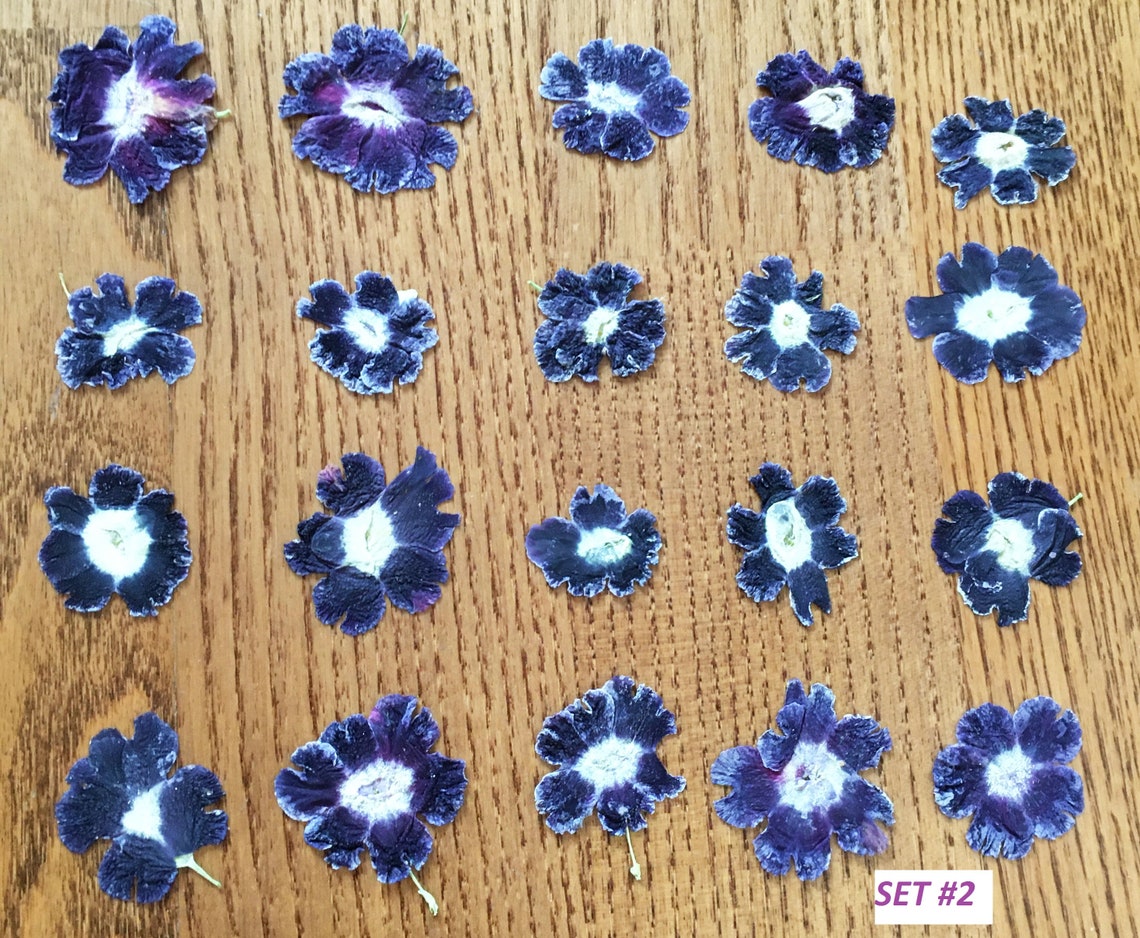 Dried Pressed Petunia Flowers for Crafting Natural purple Etsy