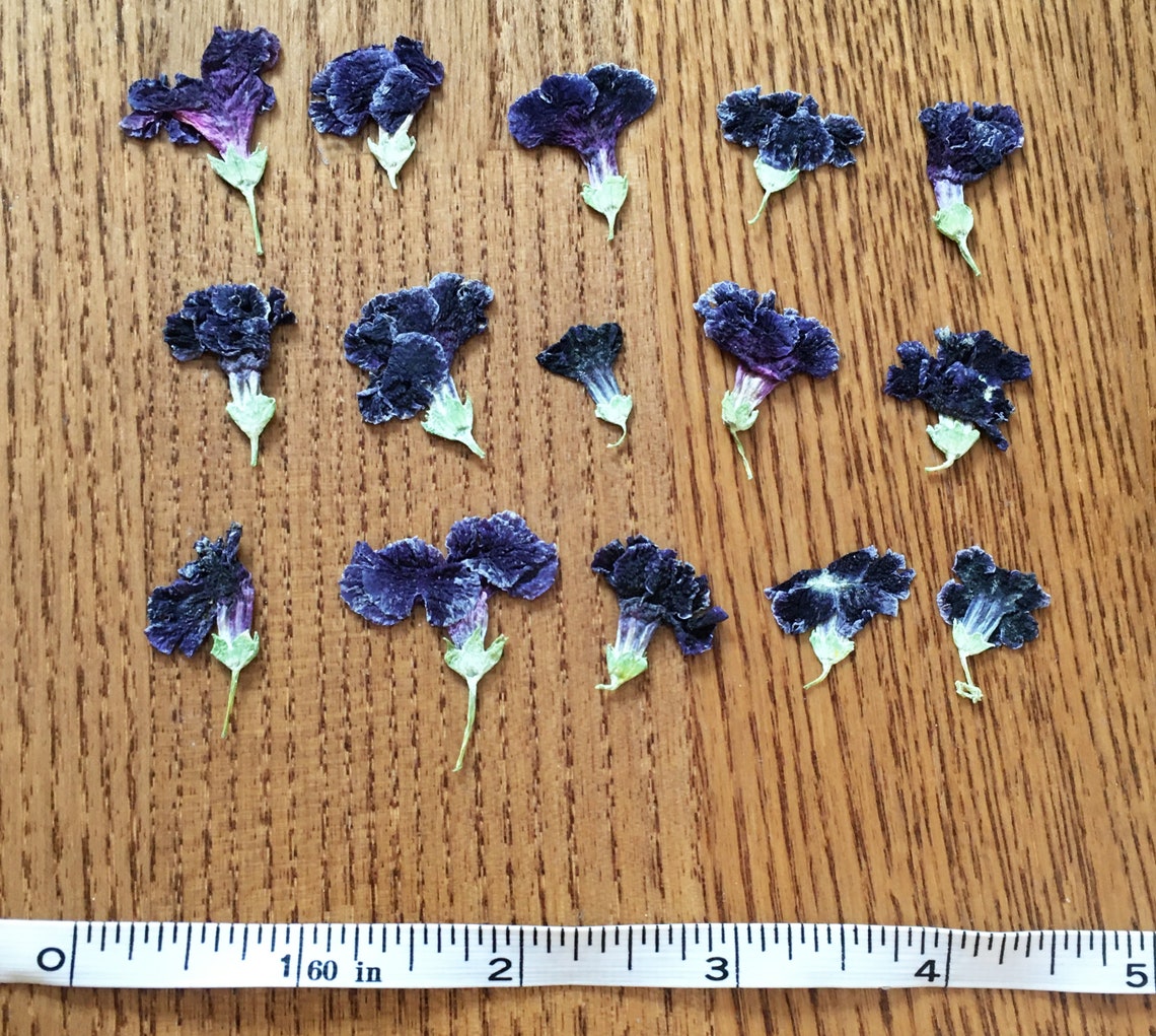 Dried Pressed Petunia Flowers for Crafting Natural purple Etsy