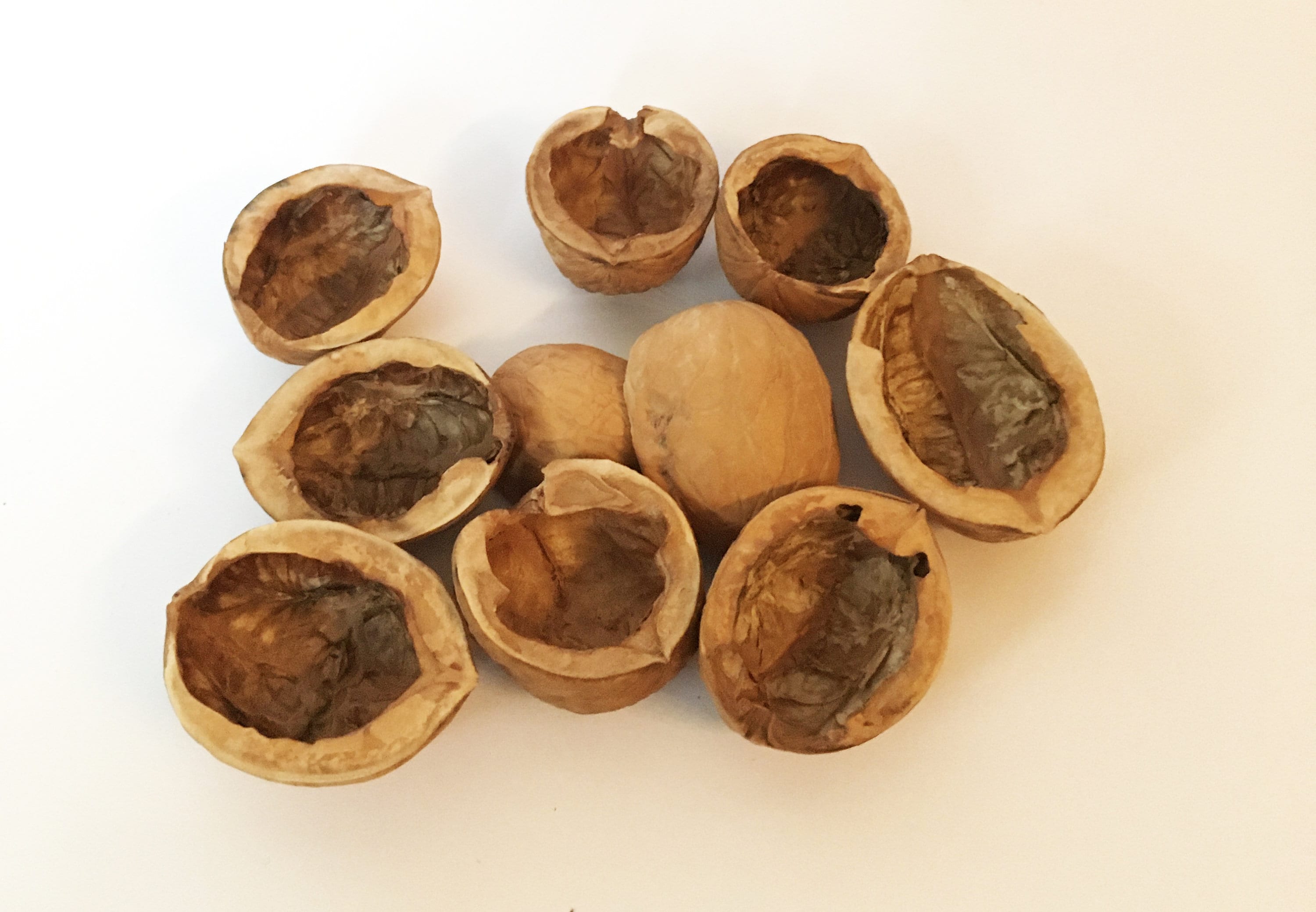 10 pc Walnut shell halves Half Walnut shells For candle Etsy