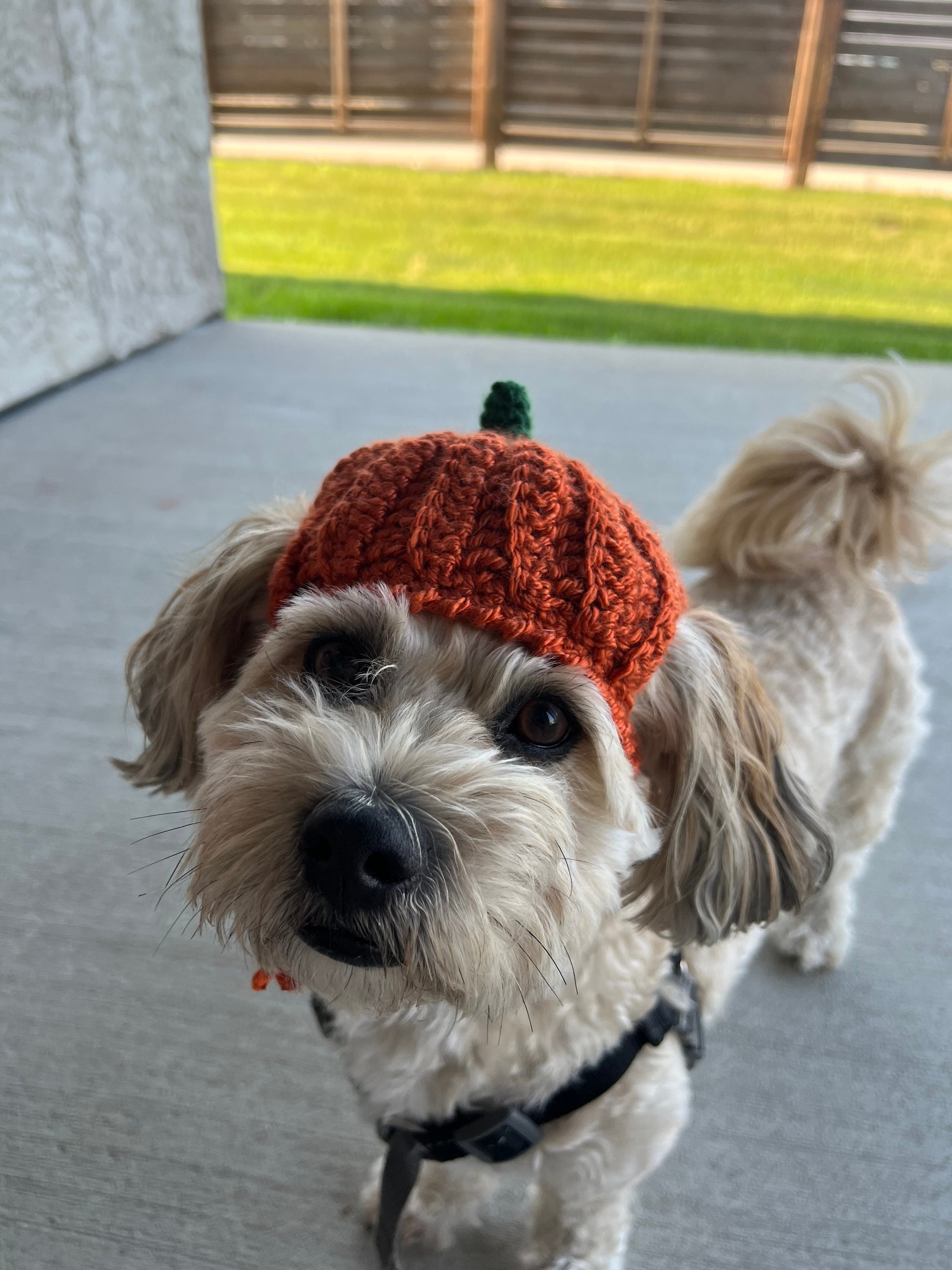 Pumpkin Dog Hat Crochet PATTERN Etsy Canada