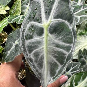 Alocasia venom (preorder)