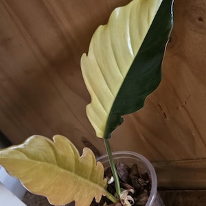 philodendron caramel marble variegated