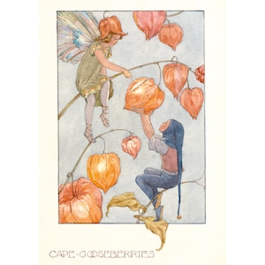 Cartão Postal Cape Goosberries - M W Tarrant