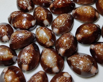 Snakehead Cowrie Shells – Cypraea Caputserpentis – Natural Sea Shells for Jewelry Making, Resin Art, Crafts & Beach Decor