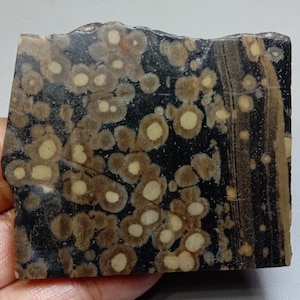 Scapolite Mica Slab: Variolite Jasper, Lapidary Display (62x53x5mm)