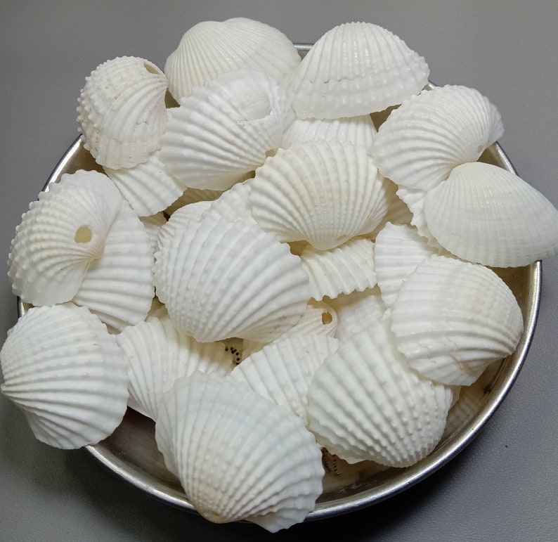 AAA White Scallop Shells With Hole: Jewelry Making, Beach Decor - Etsy