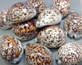 Tiger Cowrie Shell - Natural Sea Shell for Crafts, Beach Decor, Aquarium - Wedding Favor - Real Ocean Shell - Cypraea - Jewelry Making