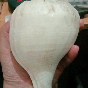 Puede incluir: Una caracola grande de color blanco hueso con un cuerpo liso y redondeado y una base puntiaguda y estrecha. La superficie de la concha presenta sutiles variaciones naturales en textura y color, con una sección superior ancha y bulbosa.