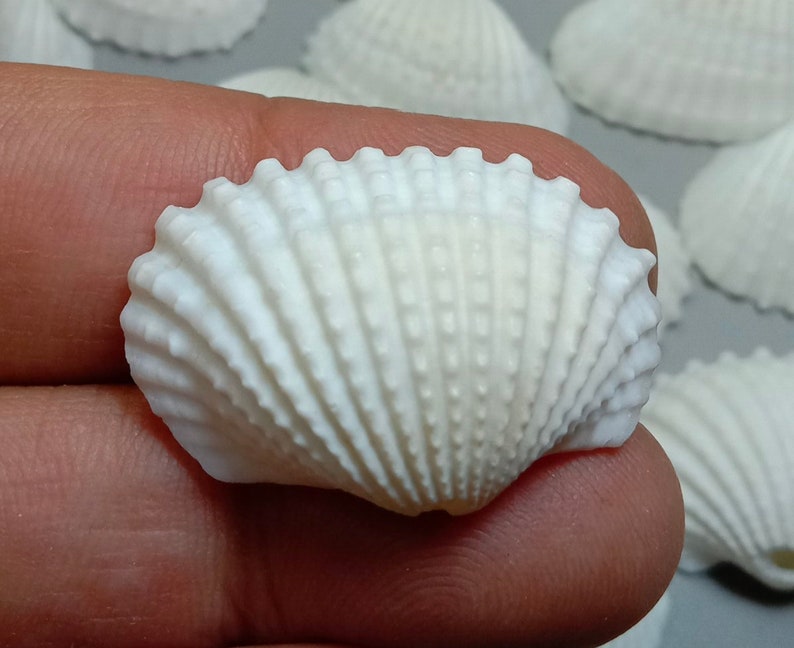 AAA White Scallop Shells With Hole: Jewelry Making, Beach Decor - Etsy