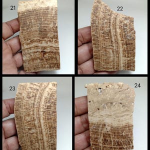 May include: Four rectangular stone slabs labeled 21, 22, 23, and 24. Each slab features a distinct banded pattern in shades of tan, beige, and dark brown. The surfaces display natural mineral layers with varying textures and organic lines.