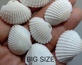 White Scallop Shells with Hole – Natural AAA Quality Seashells for Jewelry Making, Crafts, Beach Decor, Loose Supply