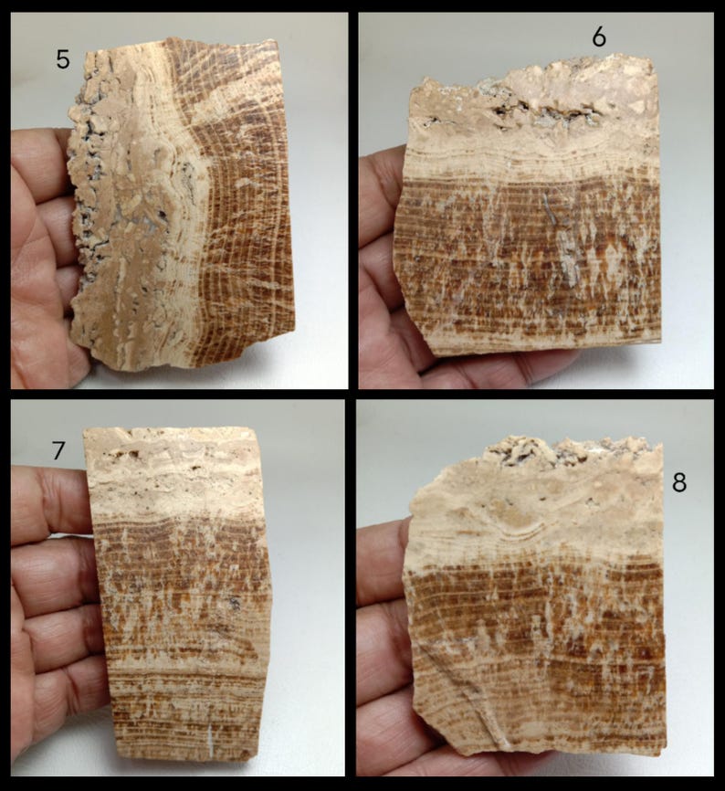 May include: Four rectangular stone slabs labeled 5, 6, 7, and 8, each featuring distinct horizontal and vertical banding in shades of tan, beige, and dark brown. These mineral specimens display natural layered textures and rough, uneven edges.