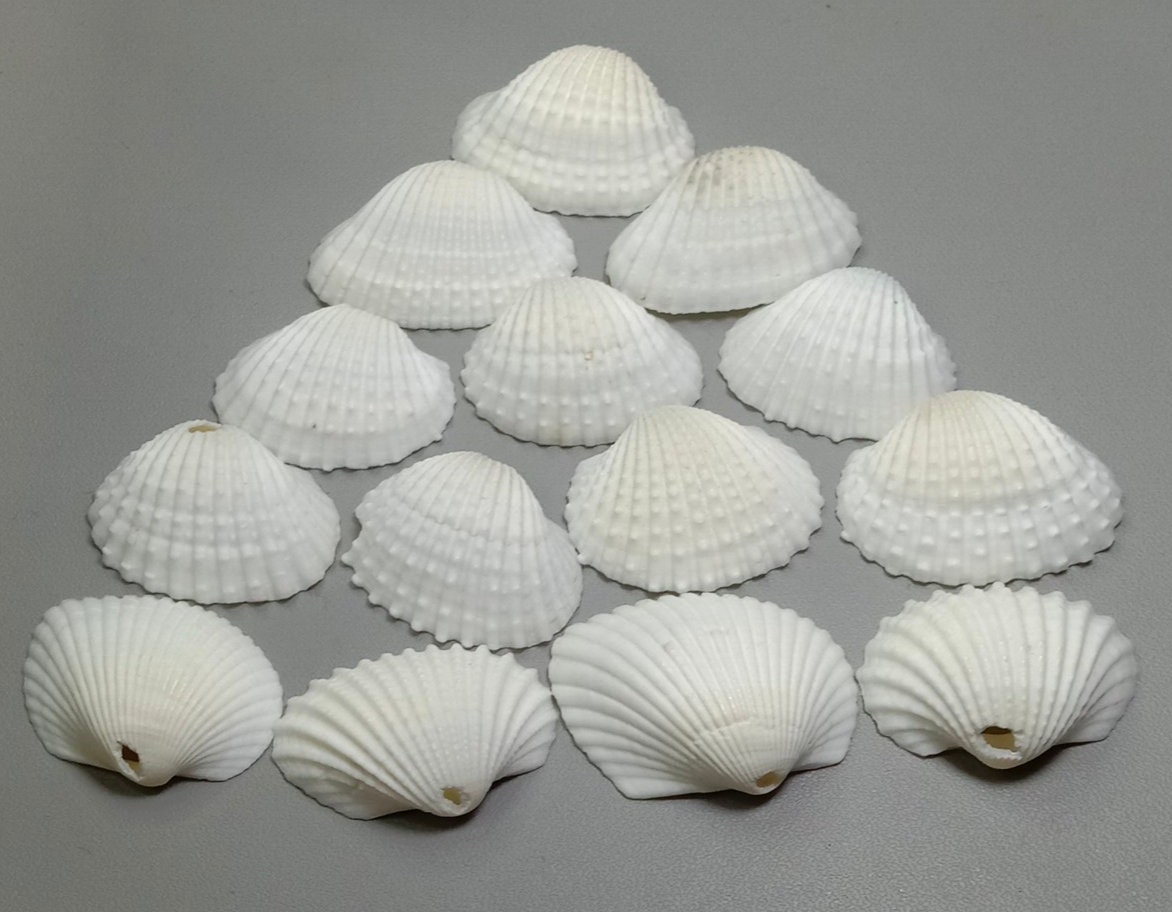 AAA White Scallop Shells With Hole: Jewelry Making, Beach Decor - Etsy
