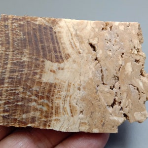 Braune Aragonit Kristallscheibe: Natürlicher Pearuven Stein (299.00ct, 67x50x7mm)