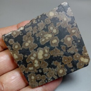 Scapolite Mica Slab: Variolite Oolitic Jasper, Lapidary Display (222.00ct 58x53x5mm)