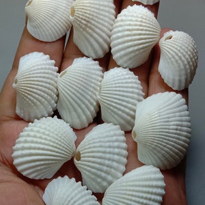 White Scallop Shells with Hole – Natural AAA Quality Seashells for Jewelry Making, Crafts, Beach Decor, Loose Supply
