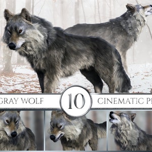 10 Cinematic Realistic Gray Wolf Overlays, Wolf Overlays, Realistic Wolf Overlays, Wolf Clipart, Animal Overlays, Photoshop Overlays