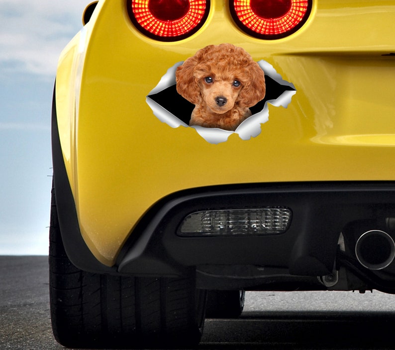 Toy Poodle sticker Toy Poodle car sticker Redhead poodle decal Toy Poodle decal Cute poodle Poodle Dog sticker Poodle lover Toy Poodle 330 image 4