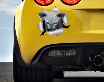 Kitten Canadian Sphynx Car sticker Sphynx cat sticker Sphynx decal Sphynx kitten Car decal Pet sticker Cat decal Cat sticker Cat lover 280