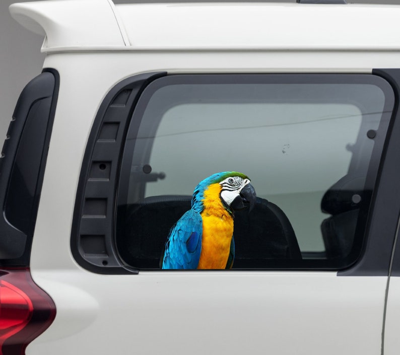 Parrot car Car sticker Parrotlet female car Decal art Etsy