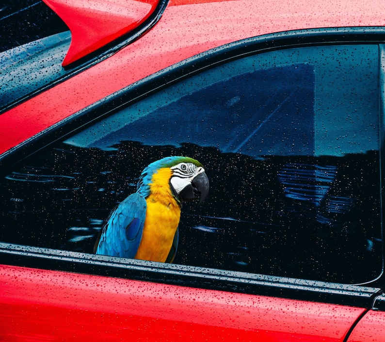 Parrot car Car sticker Parrotlet coche hembra Calcomanía arte - Etsy España