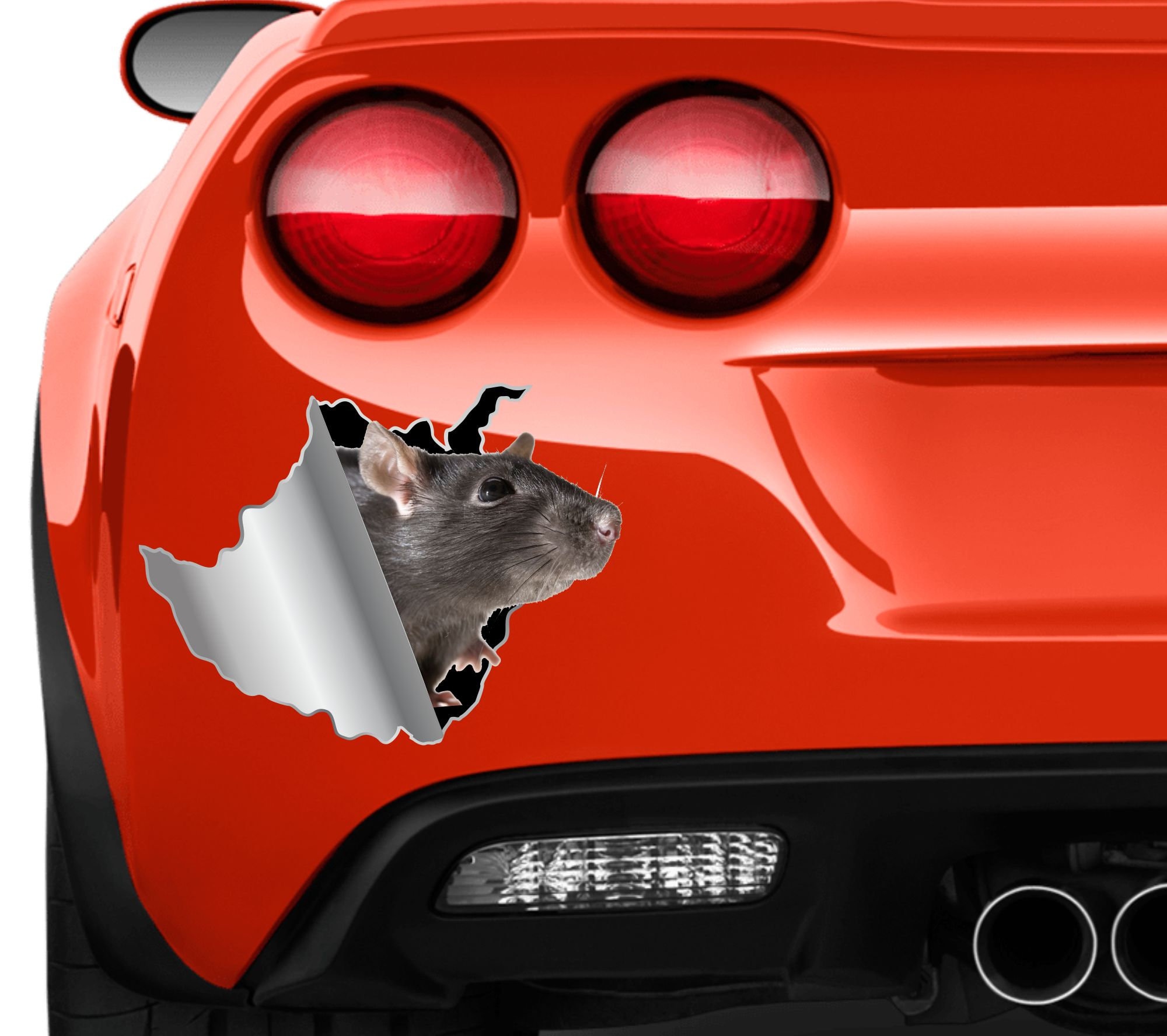 Rat Sticker Car Sticker Mouse Sticker Vinyl Sticker Pet Rat Decals Rat ...