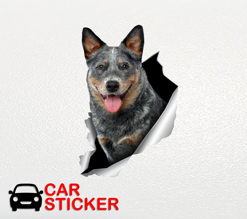 Blue Heeler sticker Auto sticker Australian dog Window sticker Cattle dog sticker Funny car decal Car decoration Car sticker Animals art 279 image 2