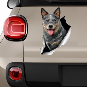 Blue Heeler sticker Auto sticker Australian dog Window sticker Cattle dog sticker Funny car decal Car decoration Car sticker Animals art 279 image 3