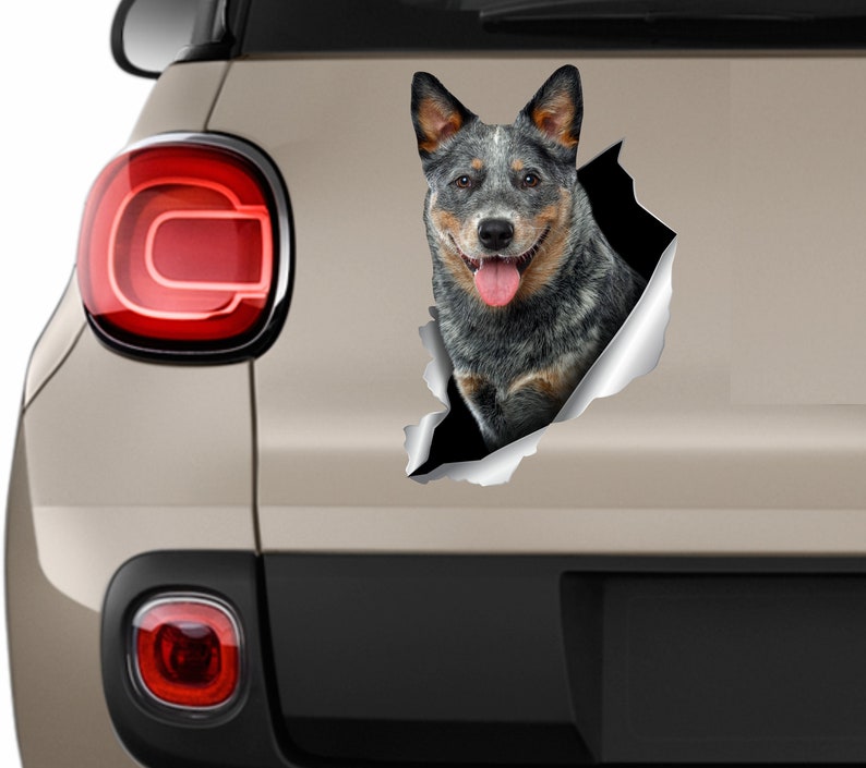 Blue Heeler sticker Auto sticker Australian dog Window sticker Cattle dog sticker Funny car decal Car decoration Car sticker Animals art 279 image 3