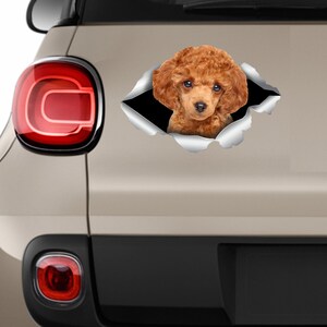 Toy Poodle sticker Toy Poodle car sticker Redhead poodle decal Toy Poodle decal Cute poodle Poodle Dog sticker Poodle lover Toy Poodle 330 image 3