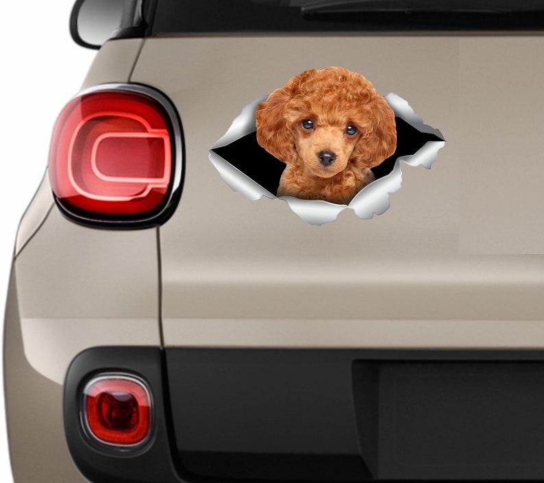 Toy Poodle sticker Toy Poodle car sticker Redhead poodle decal Toy Poodle decal Cute poodle Poodle Dog sticker Poodle lover Toy Poodle 330 image 3