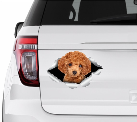 Toy Poodle sticker Toy Poodle car sticker Redhead poodle decal Toy Poodle decal Cute poodle Poodle Dog sticker Poodle lover Toy Poodle 330