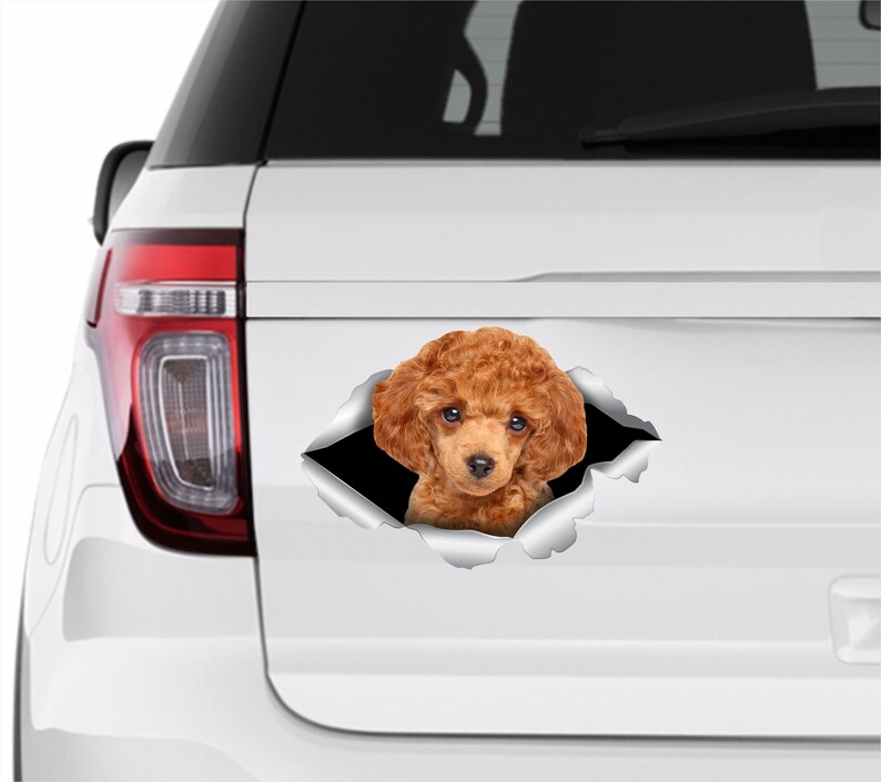 Toy Poodle sticker Toy Poodle car sticker Redhead poodle decal Toy Poodle decal Cute poodle Poodle Dog sticker Poodle lover Toy Poodle 330 image 1