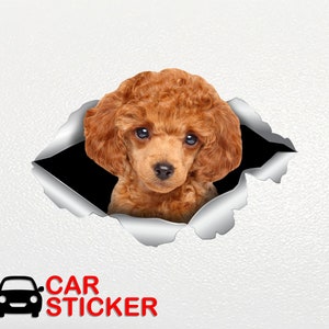 Toy Poodle sticker Toy Poodle car sticker Redhead poodle decal Toy Poodle decal Cute poodle Poodle Dog sticker Poodle lover Toy Poodle 330 image 2