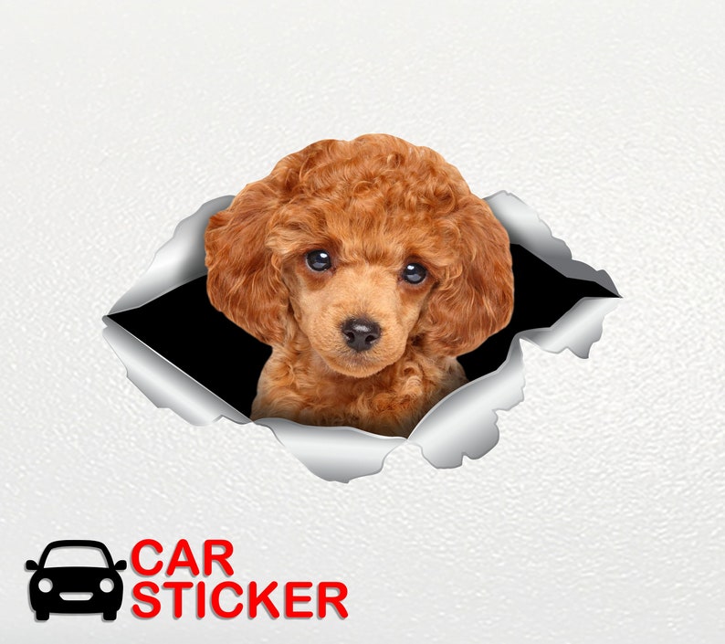 Toy Poodle sticker Toy Poodle car sticker Redhead poodle decal Toy Poodle decal Cute poodle Poodle Dog sticker Poodle lover Toy Poodle 330 image 2