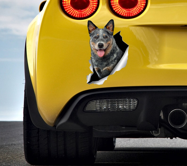 Blue Heeler sticker Auto sticker Australian dog Window sticker Cattle dog sticker Funny car decal Car decoration Car sticker Animals art 279 image 4