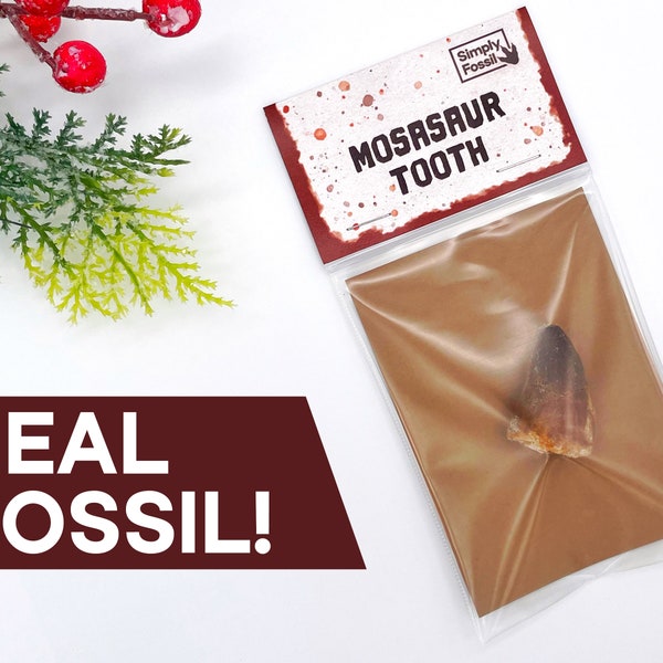 Real Mosasaur Tooth | Great Christmas Gift!