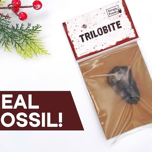 Real Trilobite Fossil | Great Christmas Gift!