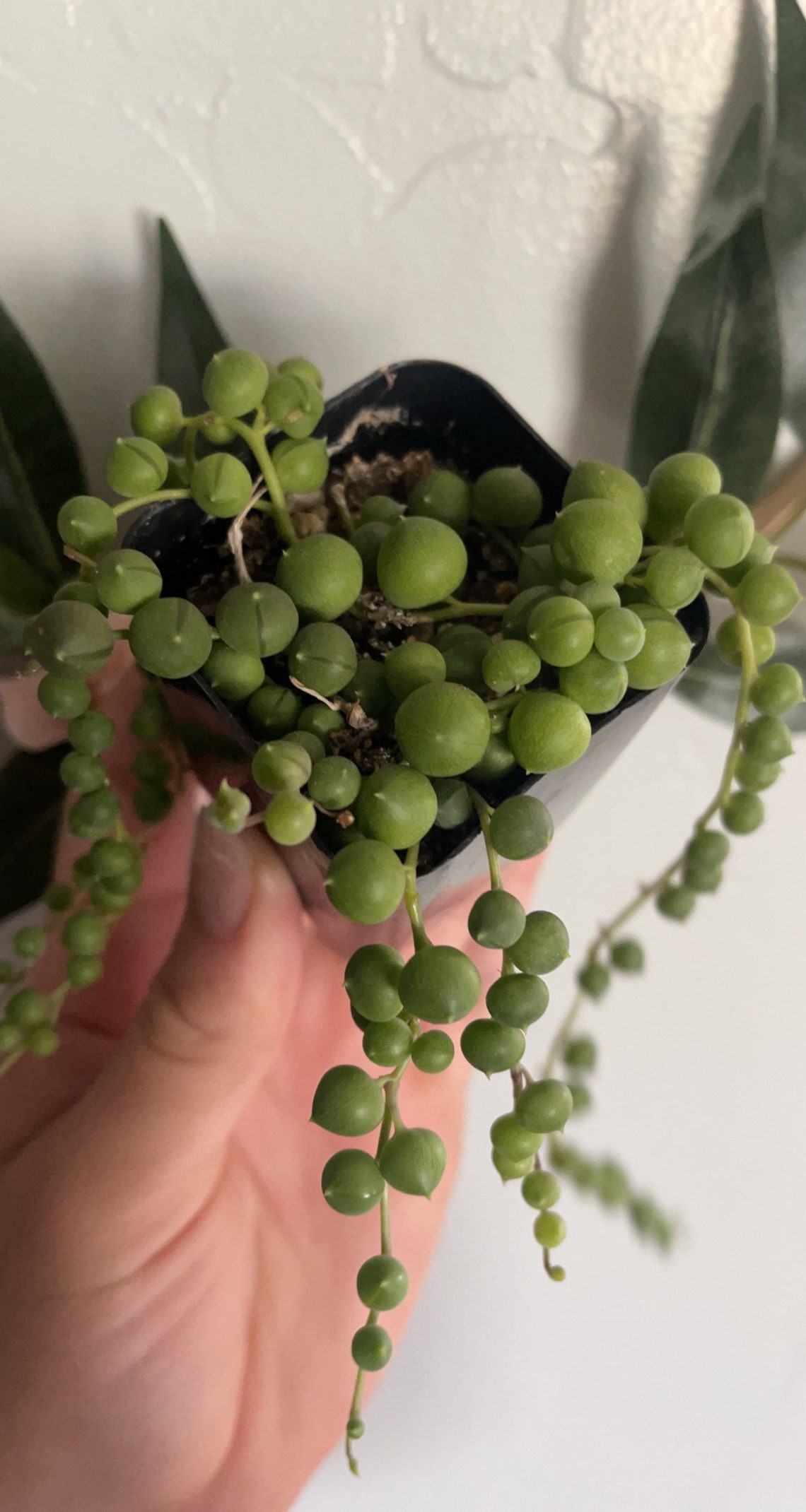 String of Pearls Etsy