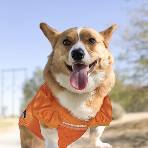 Longhorn dog jersey hotsell