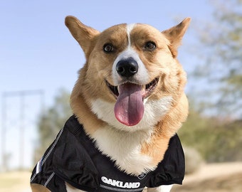 dog football jerseys personalized