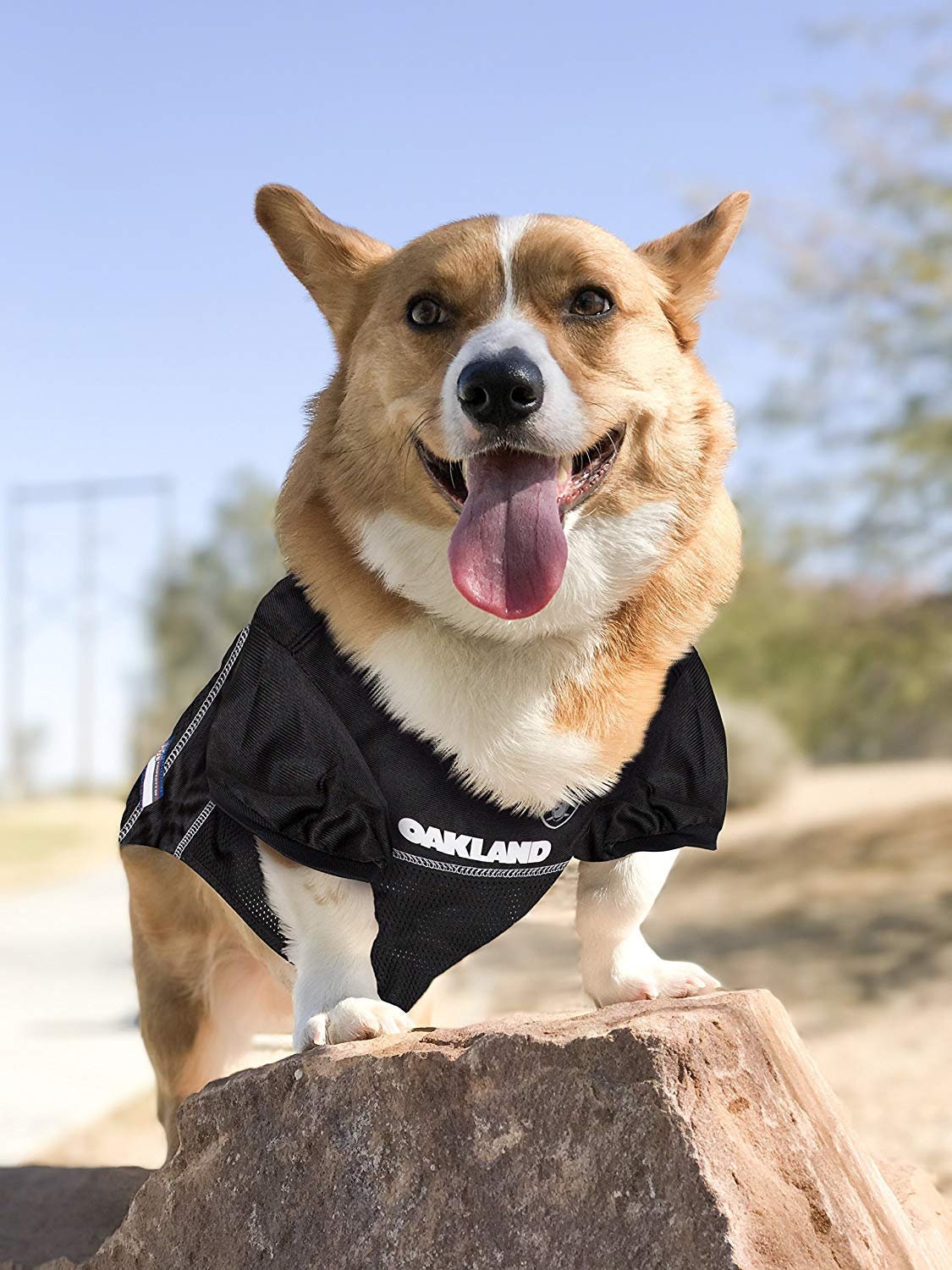 oakland raiders dog shirt