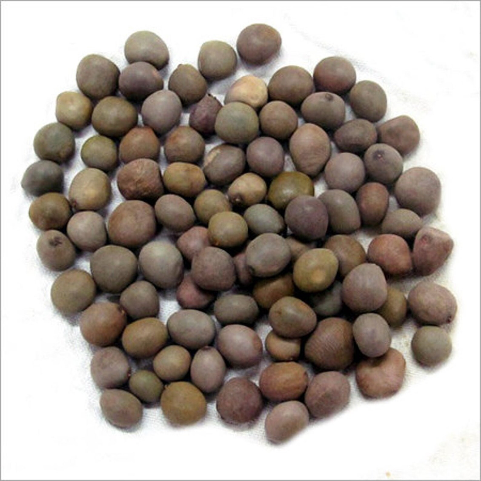 Karanja Fever Nut 100 organic 100Gm To 1kg Etsy