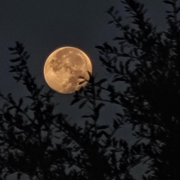 Full Moon In The Trees/Digital Photography/Stock Photography