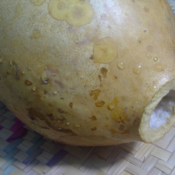 1 Gourd Bottle Lagenaria siceraria Kabasa Guaje Bule Xicara FIY