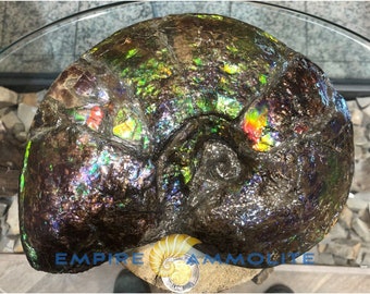 Ammolite Fossil with 70x80mm Dimensions Pn: E1401