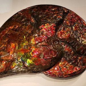 Ammonite Large Art Piece with Amazing Edges Pn: E1418