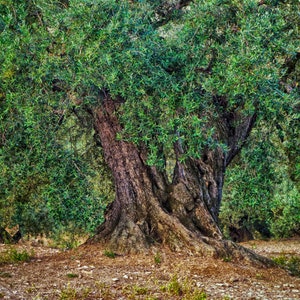 Ancient Olive Tree Art, Spain, Olive Trees, Olive Tree Photo