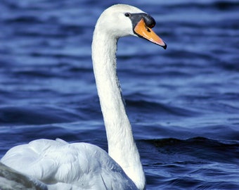 My Best Side, Swan, Swan Wall Art, Photo of Swan