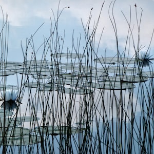 Water Lilies Photo Print 05